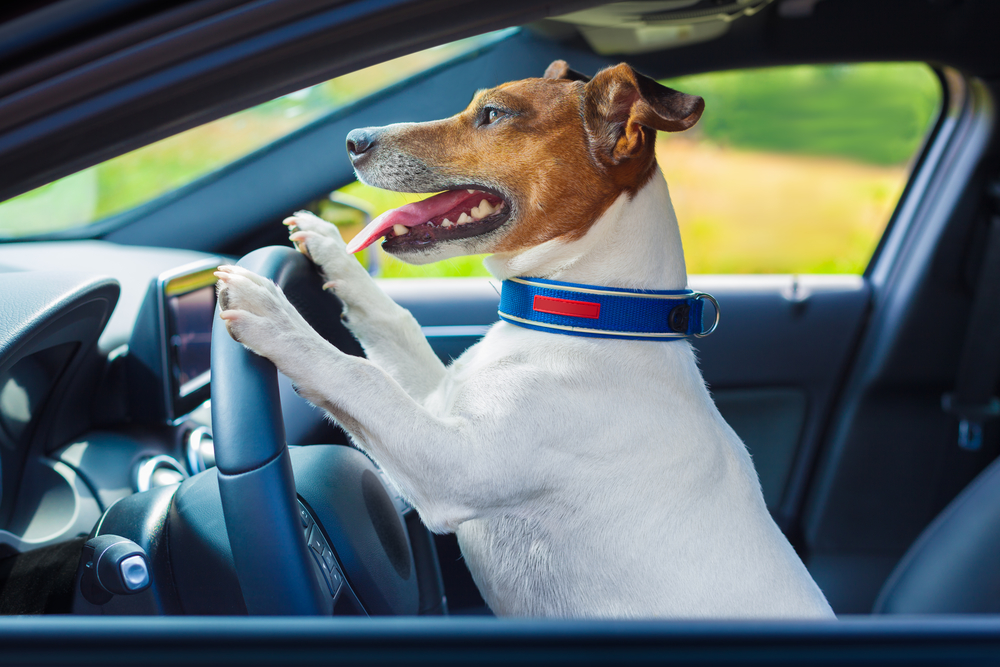 dog car steering wheel